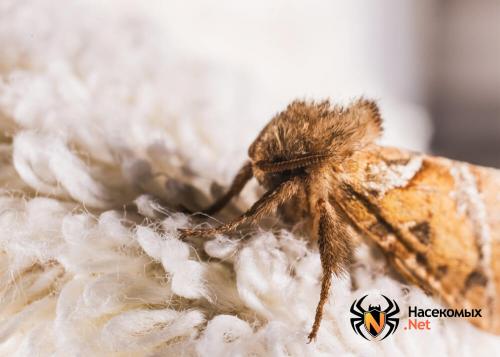 Травля моли. Чем травить моль