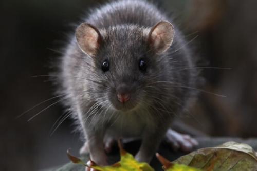 От чего умирают блохи в доме. Откуда берутся блохи в доме?