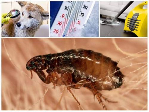 Как избавиться от блох в частном доме. 15 народных средств в борьбе с блохами