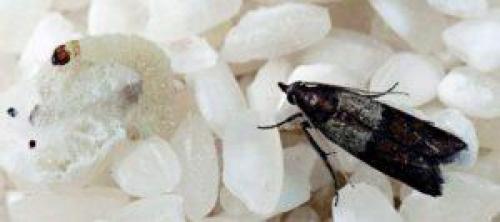 Моль, как размножается. От чего заводится моль в квартире: откуда появляется прожорливый вредитель