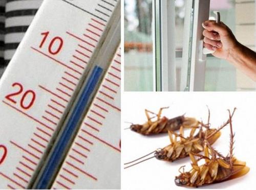 Самый лучший способ избавиться от тараканов. Как избавиться от тараканов в домашних условиях