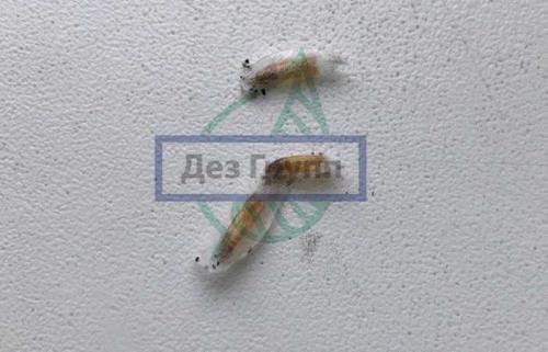 Моль, как размножается. От чего заводится моль в квартире: откуда появляется прожорливый вредитель 08