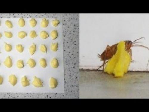 Как сделать борные шарики от тараканов в домашних условиях. Что такое борная кислота и где она используется?