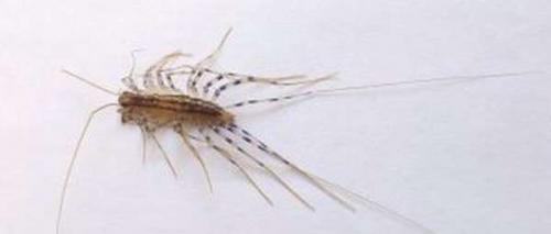 Как вывести моль в квартире в домашних условиях самостоятельно. Как бороться с молью в квартире, откуда она берется, народные средства и химия