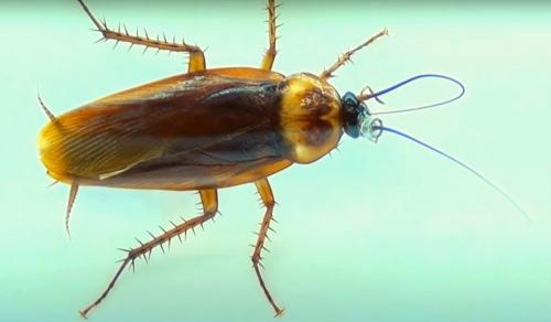 Живут ли тараканы в одежде. Тараканы –, как размножаются, виды, описание, места обитания