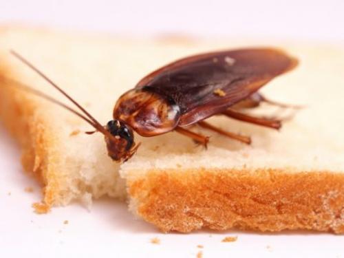 Почему приходят тараканы. Почему в квартире появляются тараканы: причины появления, как избавиться