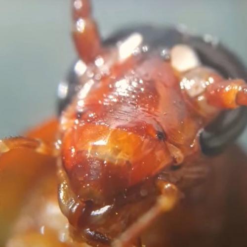 Живут ли тараканы в одежде. Тараканы –, как размножаются, виды, описание, места обитания