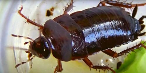 Живут ли тараканы в одежде. Тараканы –, как размножаются, виды, описание, места обитания