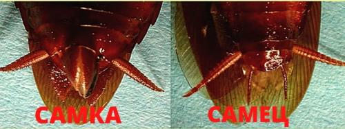 Живут ли тараканы в одежде. Тараканы –, как размножаются, виды, описание, места обитания