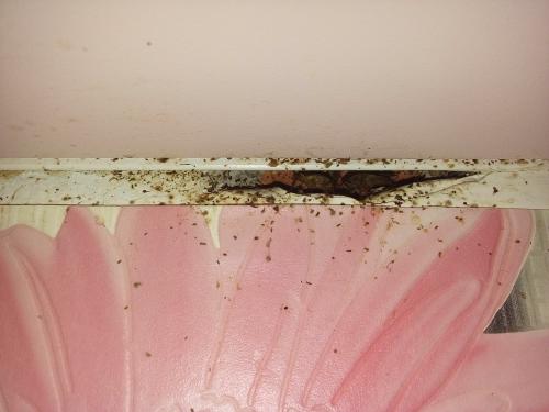 Все о тараканах. Причины появления тараканов 04 Все о тараканах. Причины появления тараканов 04