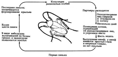 Все о тараканах домашних, как размножается сколько растут. Что собой представляют тараканы?
