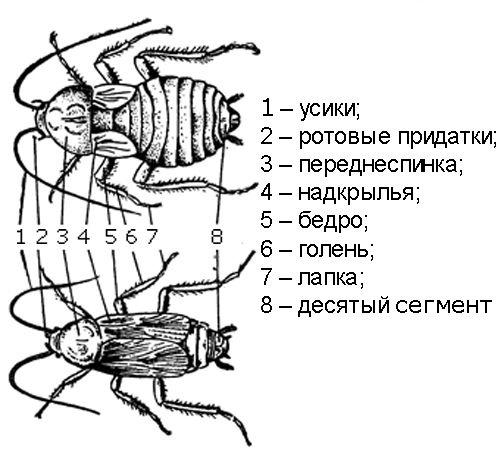 Все о тараканах домашних, как размножается сколько растут. Что собой представляют тараканы?