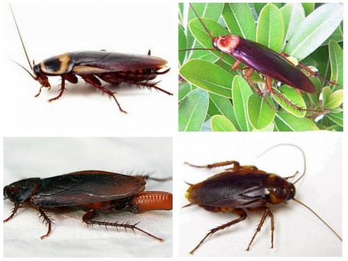 Все о тараканах. Причины появления тараканов 03 Все о тараканах. Причины появления тараканов 03