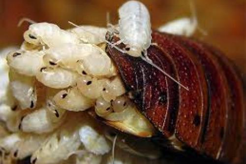 Все о тараканах домашних, как размножается сколько растут. Что собой представляют тараканы?