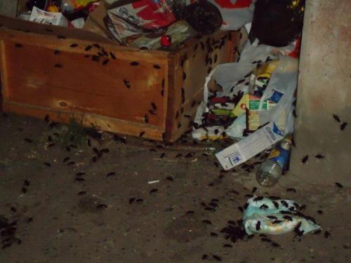 Всё о тараканах в доме и как с ними бороться. Чем вредны тараканы для человека