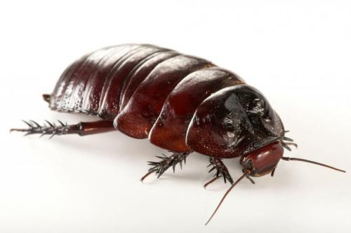 Признаки тараканов в квартире появления. Любовь заводчиков, разновидности насекомых: шипят, трещат, кусают, стрекочут