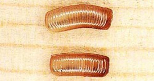 Все о тараканах домашних, как размножается сколько растут. Что собой представляют тараканы?