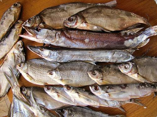 Как хранить таранку в банке. Срок хранения таранки