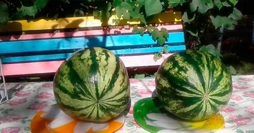 Как выбрать арбуз правильно —, как определить спелость по цвету и другим признакам