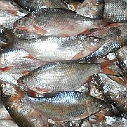 Как хранить таранку в банке. Срок хранения таранки