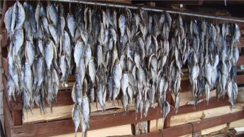 Как хранить таранку в домашних условиях. Как сохранить сушеную рыбу 09