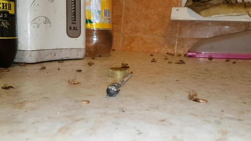 Убить тараканов с помощью кислоты: лучший способ защиты дома 07 Убить тараканов с помощью кислоты: лучший способ защиты дома 07