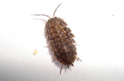 Откуда мокрицы в квартире. Откуда берутся мокрицы 01 Откуда мокрицы в квартире. Откуда берутся мокрицы 01