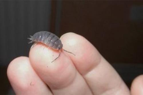 Мокрицы в квартире откуда берутся и как избавиться. Причина появления мокриц в квартире: откуда они берутся?