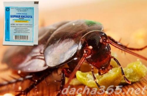 Могут ли шарики с борной кислотой и яйцом быть эффективны против других насекомых. Общая характеристика и принцип действия на насекомых