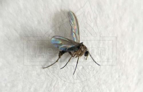 Как размножаются мошки. Мошки — это совсем не то что у тебя на кухне! 13 Как размножаются мошки. Мошки — это совсем не то что у тебя на кухне! 13