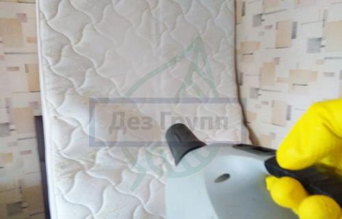 Как размножаются мошки. Мошки — это совсем не то что у тебя на кухне! 16 Как размножаются мошки. Мошки — это совсем не то что у тебя на кухне! 16