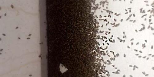 Как размножаются мошки. Мошки — это совсем не то что у тебя на кухне! 14 Как размножаются мошки. Мошки — это совсем не то что у тебя на кухне! 14