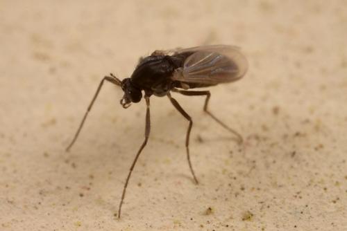 Как размножаются мошки. Мошки — это совсем не то что у тебя на кухне! 18 Как размножаются мошки. Мошки — это совсем не то что у тебя на кухне! 18
