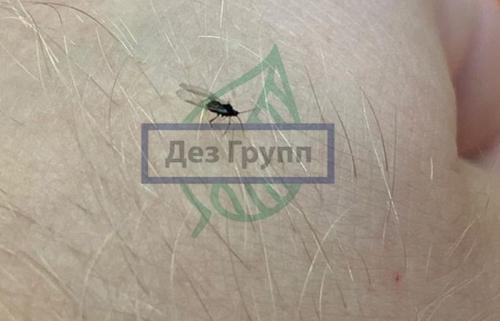 Как размножаются мошки. Мошки — это совсем не то что у тебя на кухне! 09 Как размножаются мошки. Мошки — это совсем не то что у тебя на кухне! 09