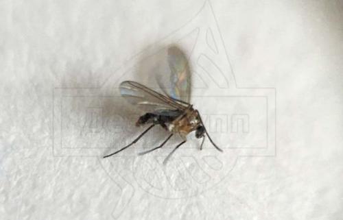 Как размножаются мошки. Мошки — это совсем не то что у тебя на кухне! 07 Как размножаются мошки. Мошки — это совсем не то что у тебя на кухне! 07