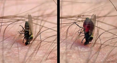 Сколько живут мошки: как проходит процесс развития насекомого?