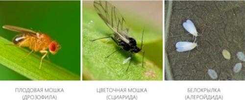 Мошки в квартире. Виды мошек