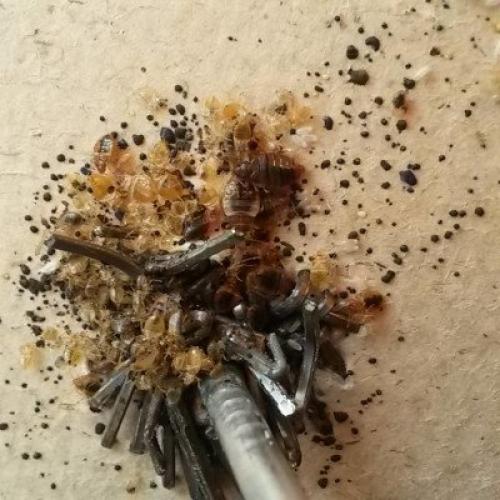 Дезинфекция от насекомых, как называется. Дезинсекция