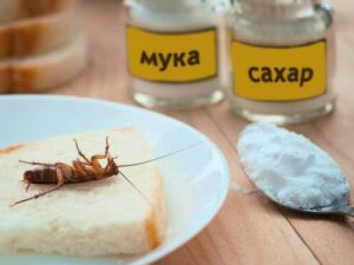 Шарики из борной кислоты от тараканов рецепт. Рецепт борной кислоты от тараканов