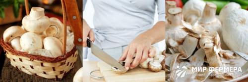 Как обработать шампиньоны после сбора. Как правильно чистить шампиньоны