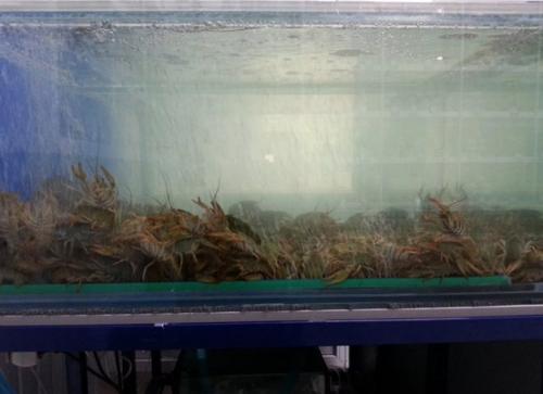 Можно ли замораживать раков живых для хранения. 5 способов сохранения живых раков дома