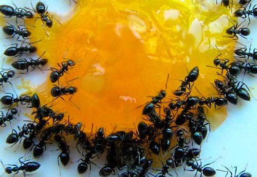 Борный порошок от муравьев, как пользоваться. Борная кислота от муравьев в квартире, рецепт и правила применения