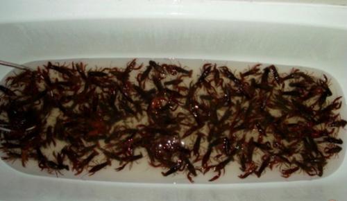 Можно ли замораживать раков живых для хранения. 5 способов сохранения живых раков дома