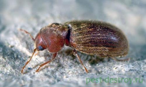 Какие симптомы указывают на то что в квартире есть крупяные жучки. Способы профилактики и борьбы с жучками, которые завелись на вашей кухне в крупах