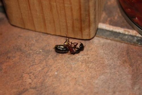 Домашние муравьи в квартире. Образ жизни муравьев в квартире 05 Домашние муравьи в квартире. Образ жизни муравьев в квартире 05