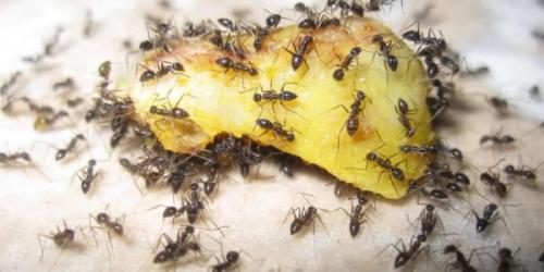 Домашние муравьи в квартире. Образ жизни муравьев в квартире 01 Домашние муравьи в квартире. Образ жизни муравьев в квартире 01