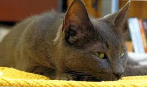 Мышиный клей, как отмыть. Чем отмыть клей 02