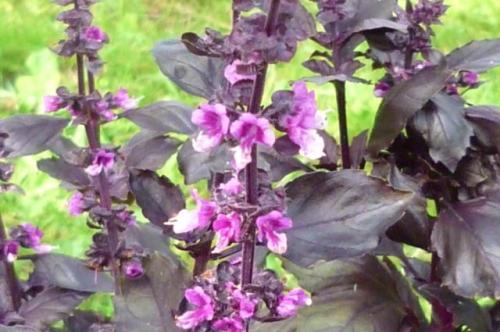 Какие виды базилика ароматен и вкусен существуют. 100 ароматов и сортов. Каким бывает и как вырастить базилик