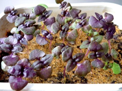 Какие виды базилика ароматен и вкусен существуют. 100 ароматов и сортов. Каким бывает и как вырастить базилик