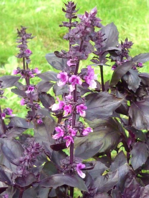 Какие виды базилика ароматен и вкусен существуют. 100 ароматов и сортов. Каким бывает и как вырастить базилик